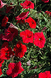 Pretty Flora Red Petunia (Petunia 'Pretty Flora Red') at The Green Spot Home & Garden