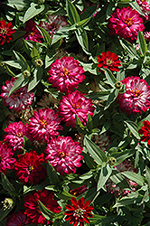 Zahara Double Cherry Zinnia (Zinnia 'Zahara Double Cherry') at The Green Spot Home & Garden