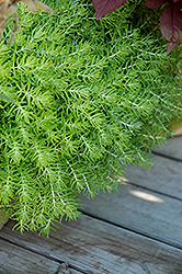 Lemon Ball Stonecrop (Sedum rupestre 'Lemon Ball') at The Green Spot Home & Garden