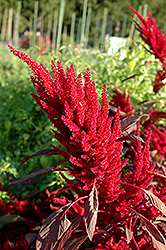 Velvet Curtains Amaranthus (Amaranthus caudatus 'Velvet Curtains') at The Green Spot Home & Garden