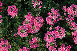 Quartz XP Pink Verbena (Verbena 'Quartz XP Pink') at The Green Spot Home & Garden