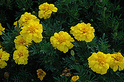 Durango Yellow Marigold (Tagetes patula 'Durango Yellow') at The Green Spot Home & Garden