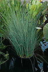 Blue Arrows Rush (Juncus inflexus 'Blue Arrows') at The Green Spot Home & Garden