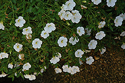 Superbells Trailing White Calibrachoa (Calibrachoa 'Superbells Trailing White') at The Green Spot Home & Garden