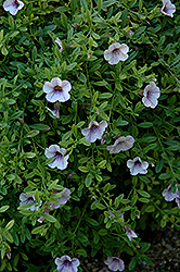Superbells Trailing Lilac Mist Calibrachoa (Calibrachoa 'Superbells Trailing Lilac Mist') at The Green Spot Home & Garden