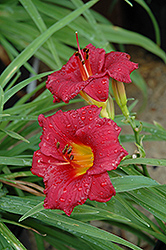 Little Business Daylily (Hemerocallis 'Little Business') at The Green Spot Home & Garden