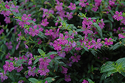 Allyson Mexican Heather (Cuphea hyssopifolia 'Allyson') at The Green Spot Home & Garden