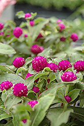 Buddy Purple Globe Amaranth (Gomphrena globosa 'Buddy Purple') at The Green Spot Home & Garden