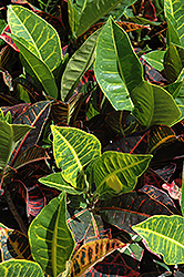 Variegated Croton (Codiaeum variegatum) at The Green Spot Home & Garden