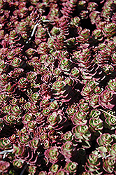 Red Carpet Stonecrop (Sedum spurium 'Red Carpet') at The Green Spot Home & Garden