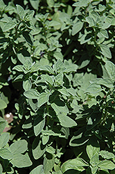 Italian Oregano (Origanum x majoricum) at The Green Spot Home & Garden