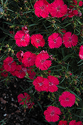 Ideal Select Rose Pinks (Dianthus 'Ideal Select Rose') at The Green Spot Home & Garden