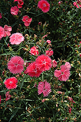 Ideal Select Salmon Pinks (Dianthus 'Ideal Select Salmon') at The Green Spot Home & Garden