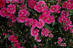 Ideal Select Raspberry Pinks (Dianthus 'Ideal Select Raspberry') at The Green Spot Home & Garden
