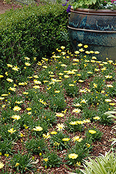 Voltage Yellow African Daisy (Osteospermum 'Voltage Yellow') at The Green Spot Home & Garden