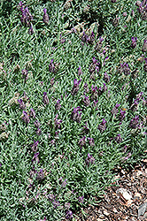 Laveanna Grand Purple Lavender (Lavandula stoechas 'Laveanna Grand Purple') at The Green Spot Home & Garden