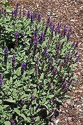Sensation Blue Meadow Sage (Salvia nemorosa 'Sensation Blue') at The Green Spot Home & Garden
