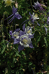 Songbird Blue and White Columbine (Aquilegia 'Songbird Blue and White') at The Green Spot Home & Garden