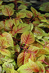 Autumnale Fuchsia (Fuchsia 'Autumnale') at The Green Spot Home & Garden