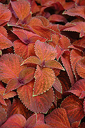 Wizard Sunset Coleus (Solenostemon scutellarioides 'Wizard Sunset') at The Green Spot Home & Garden