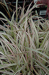 Cherry Sparkler Fountain Grass (Pennisetum setaceum 'Cherry Sparkler') at The Green Spot Home & Garden