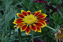 Sunbathers Totonaca Gazania (Gazania 'Sunbathers Totonaca') at The Green Spot Home & Garden