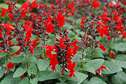 Forest Fire Sage (Salvia coccinea 'Forest Fire') at The Green Spot Home & Garden