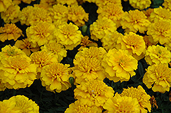 Janie Gold Marigold (Tagetes patula 'Janie Gold') at The Green Spot Home & Garden