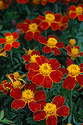 Disco Red Marigold (Tagetes patula 'Disco Red') at The Green Spot Home & Garden