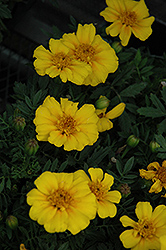Disco Yellow Marigold (Tagetes patula 'Disco Yellow') at The Green Spot Home & Garden