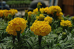 Safari Yellow Marigold (Tagetes patula 'Safari Yellow') at The Green Spot Home & Garden