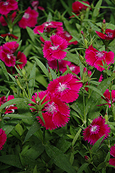 Ideal Select Violet Pinks (Dianthus 'Ideal Select Violet') at The Green Spot Home & Garden