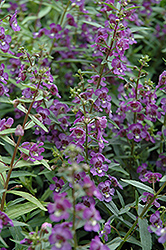 Alonia Dark Blue Angelonia (Angelonia angustifolia 'Alonia Dark Blue') at The Green Spot Home & Garden