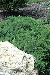 Broadmoor Juniper (Juniperus sabina 'Broadmoor') at The Green Spot Home & Garden