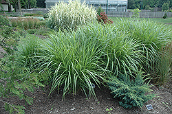 Silberfeder Maiden Grass (Miscanthus sinensis 'Silberfeder') at The Green Spot Home & Garden
