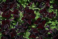 Black Ray Petunia (Petunia 'Black Ray') at The Green Spot Home & Garden