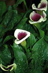 Picasso Calla Lily (Zantedeschia 'Picasso') at The Green Spot Home & Garden