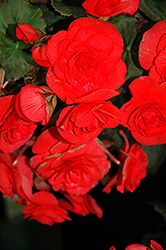 Solenia Red Begonia (Begonia x hiemalis 'Solenia Red') at The Green Spot Home & Garden