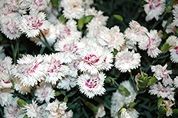 EverLast White plus Eye Pinks (Dianthus 'EverLast White plus Eye') at The Green Spot Home & Garden