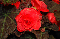 Nonstop Mocca Cherry Begonia (Begonia 'Nonstop Mocca Cherry') at The Green Spot Home & Garden