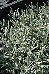Phenomenal Lavender (Lavandula x intermedia 'Phenomenal') at The Green Spot Home & Garden