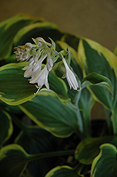 Broadband Hosta (Hosta 'Broadband') at The Green Spot Home & Garden