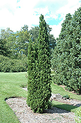 Degroot's Spire Arborvitae (Thuja occidentalis 'Degroot's Spire') at The Green Spot Home & Garden