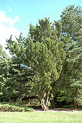 Upright Savin Juniper (Juniperus sabina 'Fastigiata') at The Green Spot Home & Garden