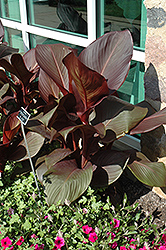 Tropicanna Black Canna (Canna 'Tropicanna Black') at The Green Spot Home & Garden