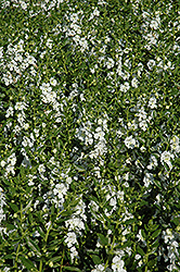 Angelface White Angelonia (Angelonia angustifolia 'Anwhitim') at The Green Spot Home & Garden