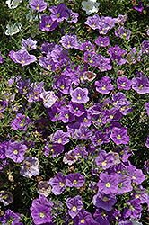 Purple Robe Cupflower (Nierembergia scoparia 'Purple Robe') at The Green Spot Home & Garden