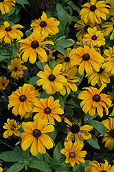 Tiger Eye Gold Coneflower (Rudbeckia hirta 'Tiger Eye Gold') at The Green Spot Home & Garden