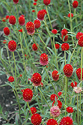 Qis Red Gomphrena (Gomphrena haageana 'Qis Red') at The Green Spot Home & Garden
