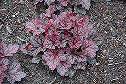 Kira Jersey Coral Bells (Heuchera 'Kira Jersey') at The Green Spot Home & Garden